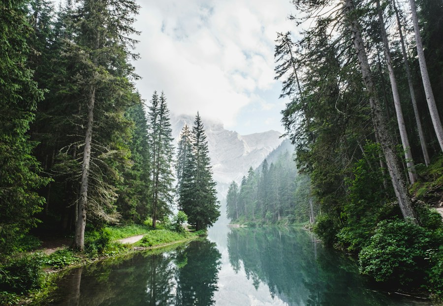 Sunlight filtering through a healthy forest